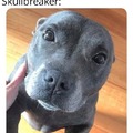 The pitbull called Skullbreaker