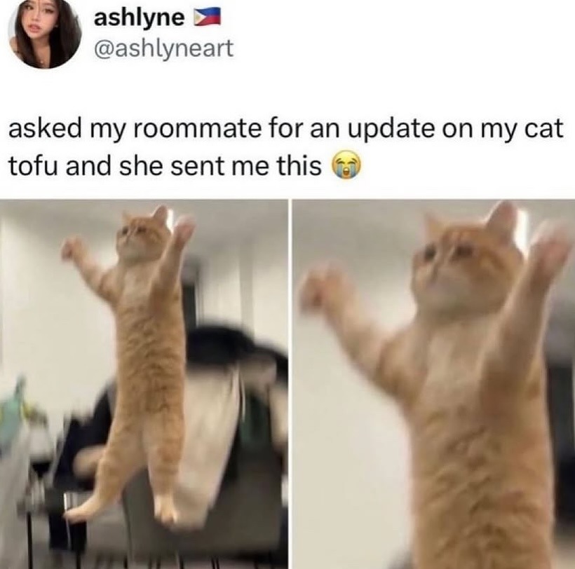 Asked my roommate for a cat update and got this masterpiece - meme