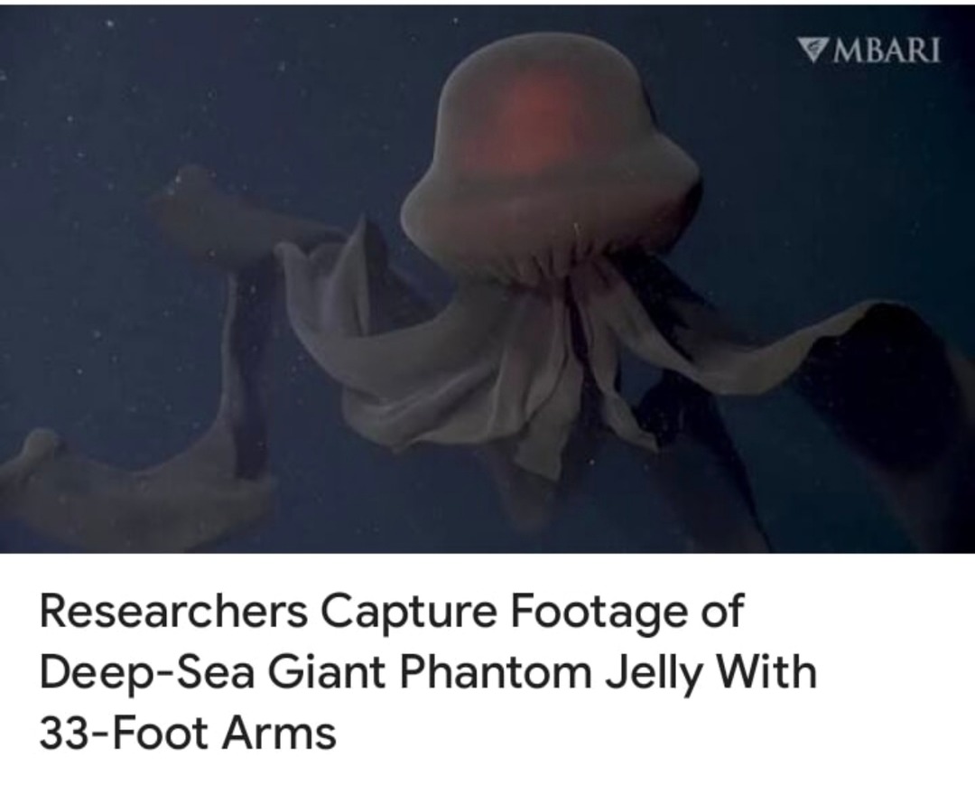 giant jellyfish just vibing with 33ft arms - meme