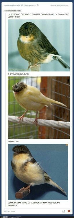 Yeah another shitty tumblr post but fuck it, canaries are cool - meme