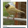 Yeah another shitty tumblr post but fuck it, canaries are cool