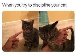 Cat Life - meme