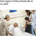 veganism good
