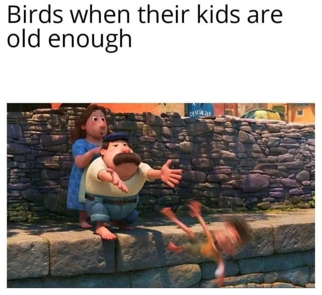 Bird meme