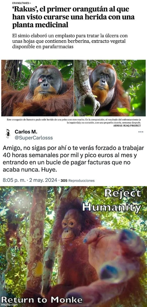 Orangután se cura a si mismo - meme