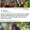 Orangután se cura a si mismo