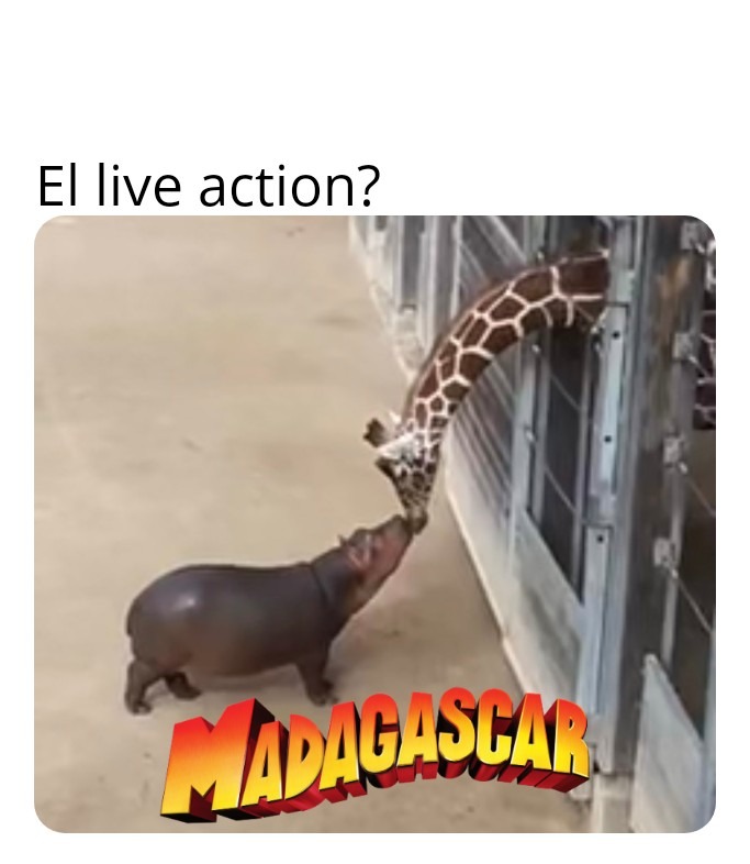 Madagascar en persona panas - meme