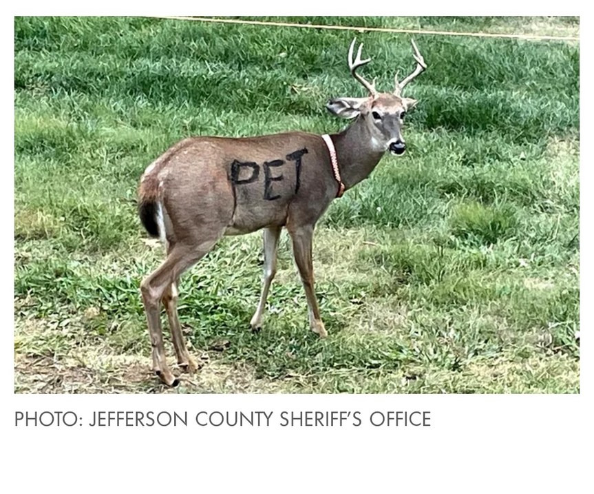 I guess people have deer for pets now - meme