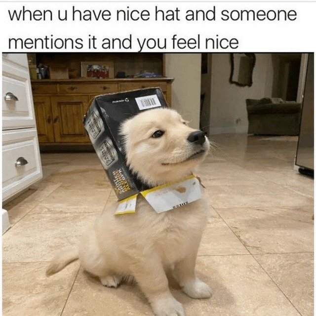That's a nice hat - meme
