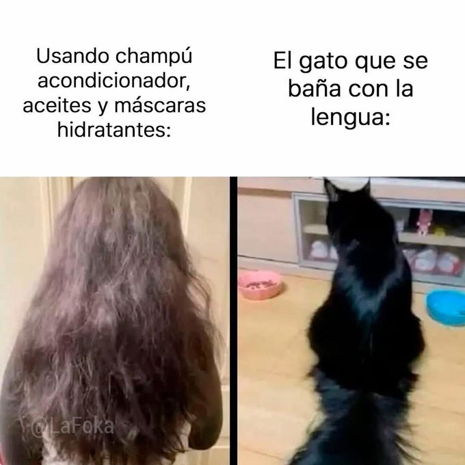 Memes de gatos 2025