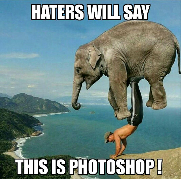 The elephant looks happy though :3 - meme