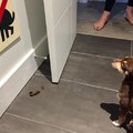 Dog pretends he's blind