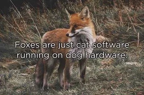 Foxes are just cat software - meme