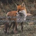 Foxes are just cat software