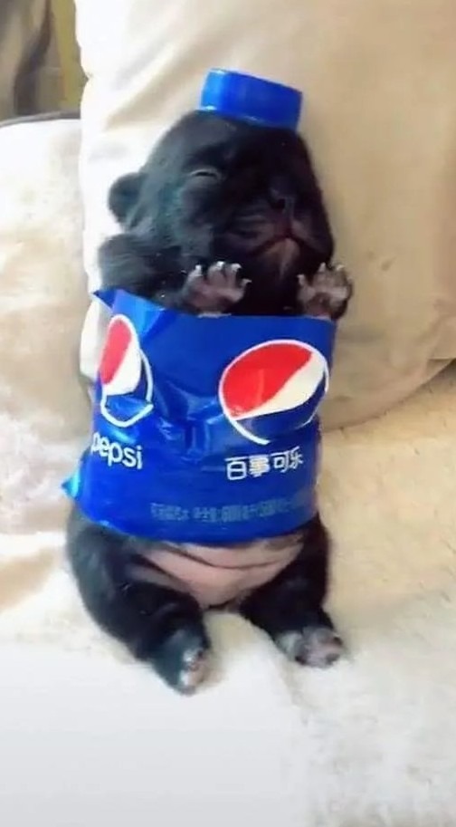 Perro Pepsi - meme