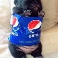 Perro Pepsi