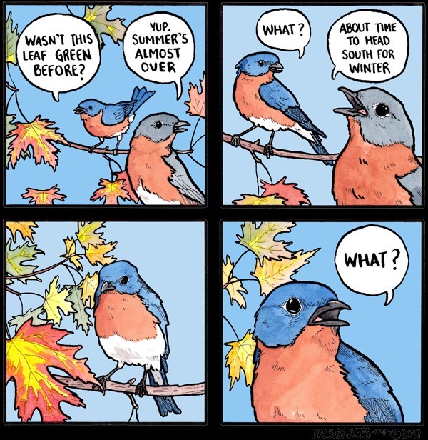 How do birbs know, man? They just fly cause they like a fly - meme
