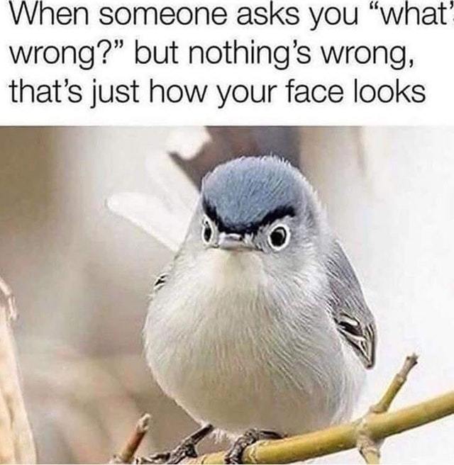 Nothing's wrong, this is how my face looks - meme