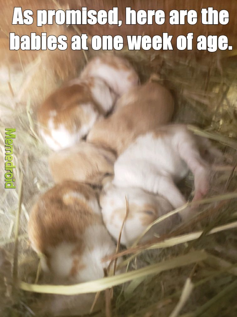 1 week old buns - meme