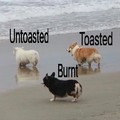 Untoasted, toasted and burnt