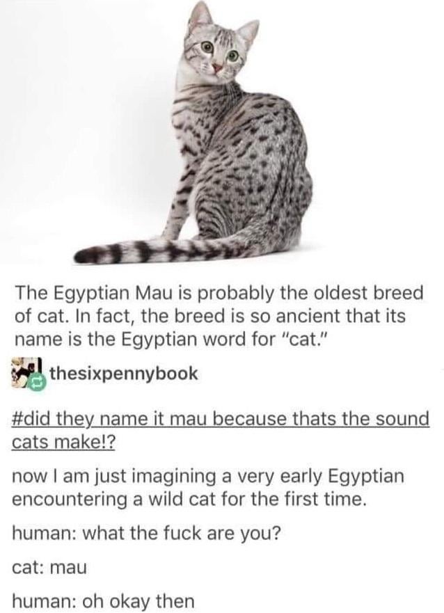 The Egyptian Mau - meme