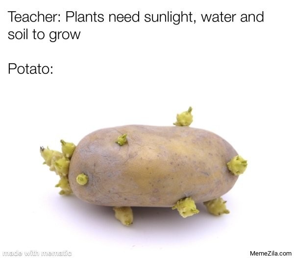 Potato is the best.. - meme