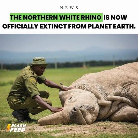 White rhino is now extinct - meme