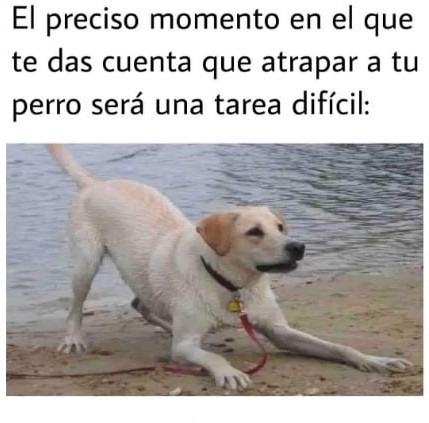 Maldito perro pendejo como te quiero - meme