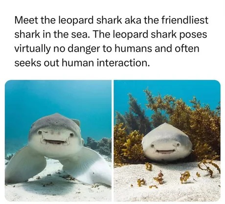 Friendliest shark - meme