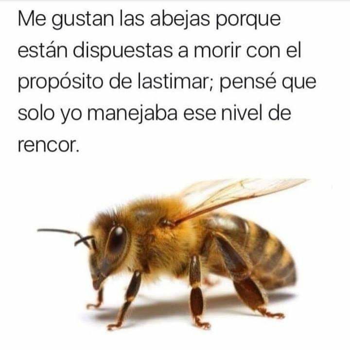 Rencor - meme