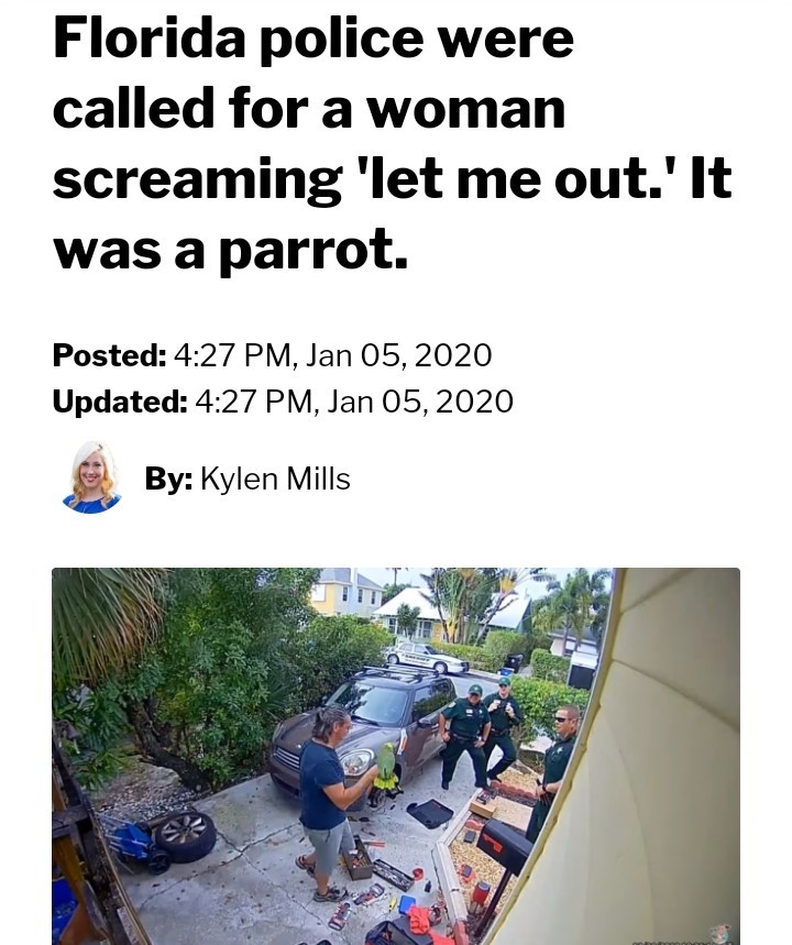 Florida Parrot coming for Florida Man - meme