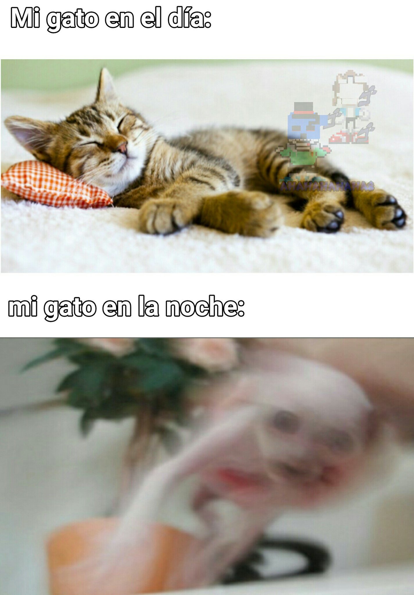 Le gato - Meme by Nyll :) Memedroid