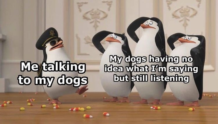 dogs standing at attention - meme