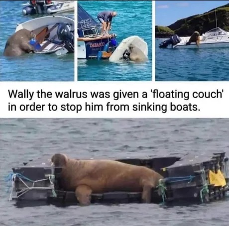 Wally the walrus - meme