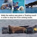 Wally the walrus