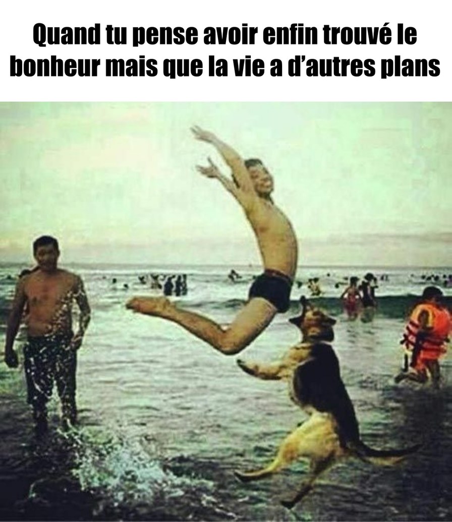 chien aimer paquet - meme