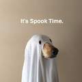 Is pupper ghost