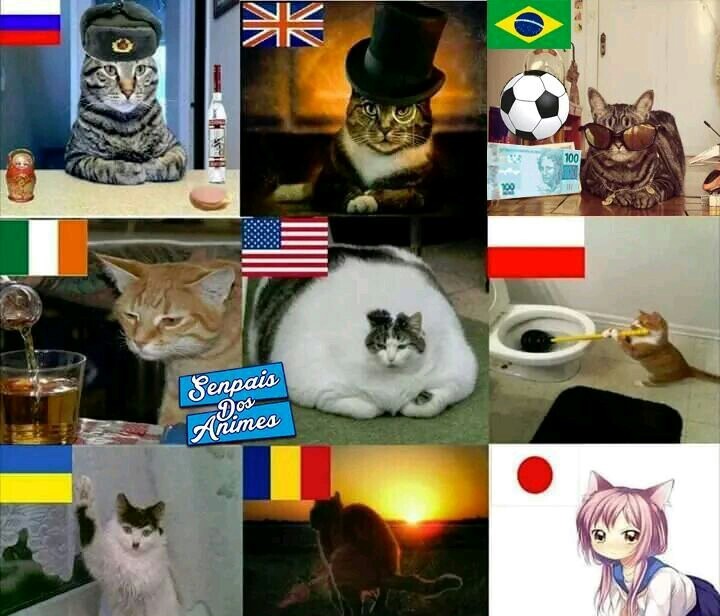 Gatos de cada país - meme
