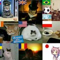 Gatos de cada país