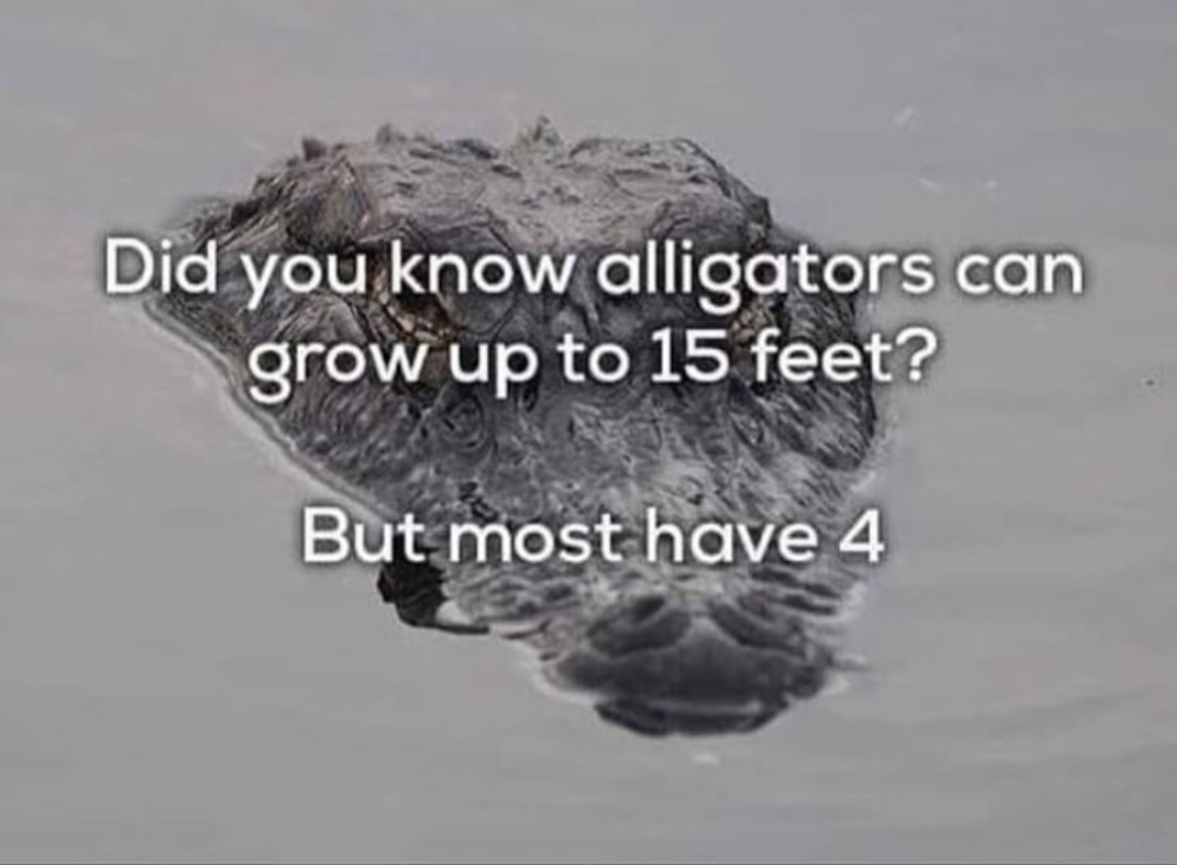 Crocodile - meme