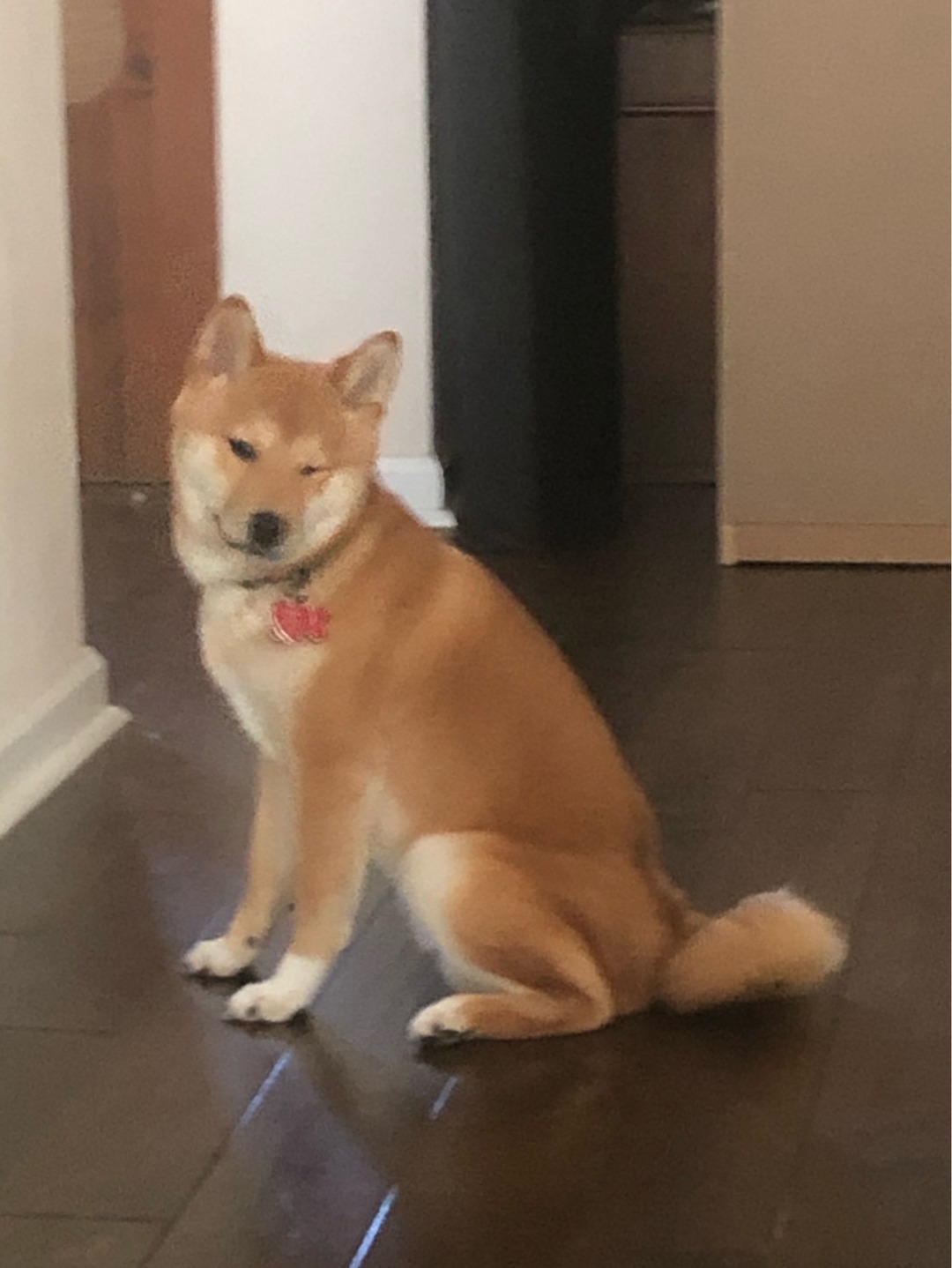 The Shibe that started it all wishes to get your number - meme