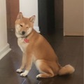 The Shibe that started it all wishes to get your number