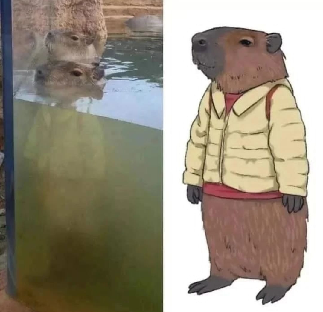 Capybara elegante - meme