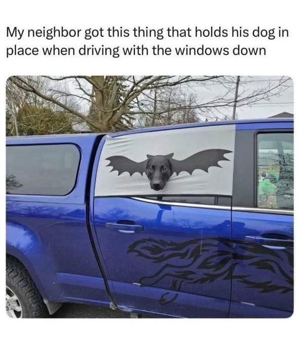 This dog got a seatbelt and I still don't - meme