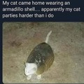 Hardcore cat