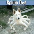 Cursed spider dog