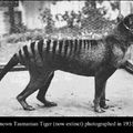 The last known Tasmanian tiger (now extinct) photographed in 1933