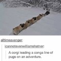 The Fellowship of the Pug
