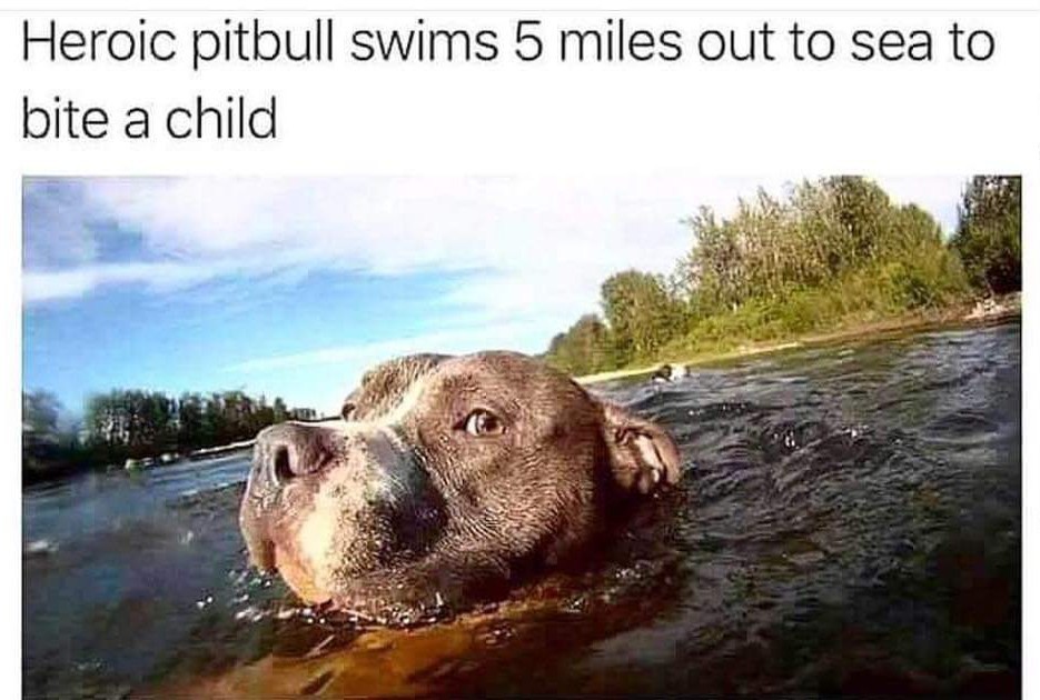 Doge > pitbull - meme