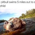 Doge > pitbull